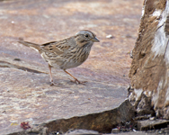 Lincolns Sparrow 7356